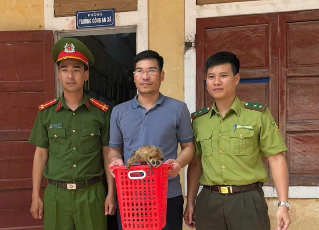 Anh Minh giao nộp cá thể Cu li nhỏ bắt được trong vườn nhà cho lực lượng chức năng.