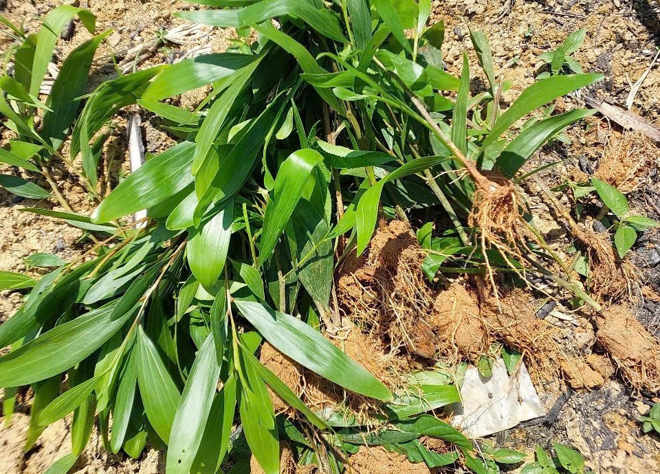 Keo trồng trái phép trên đất rừng tự nhiên đã bị nhổ bỏ. Keo trồng trái phép trên đất rừng tự nhiên đã bị nhổ bỏ.