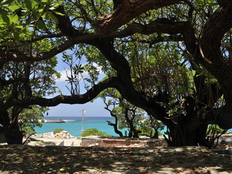 Người dân ồ ạt đốn cây phong ba bán cho thương lái Trung Quốc