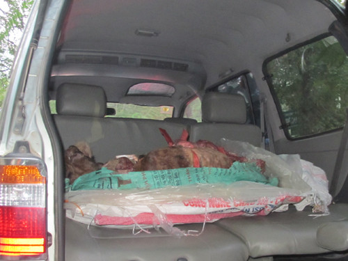 Xác con hổ trong xe nặng khoảng 100kg. Xác con hổ trong xe nặng khoảng 100kg