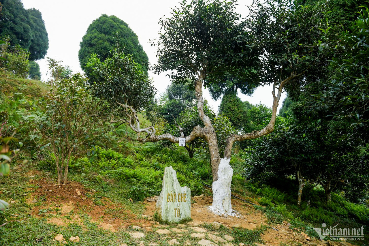 Ngoài cây chè cổ thụ trên, Suối Giàng còn có hàng trăm gốc chè cổ thụ tuổi đời vài trăm năm.