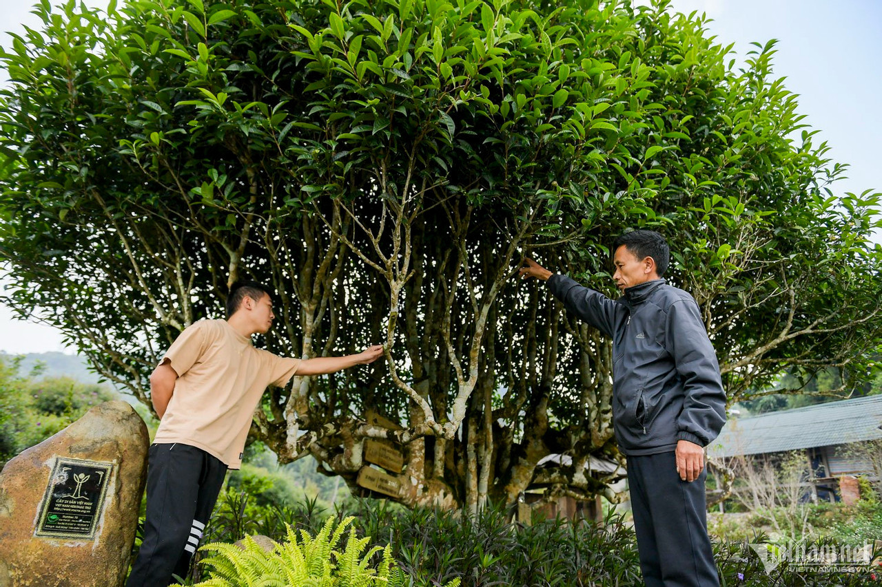 Cây chè cổ thụ Shan tuyết được mệnh danh là đẹp nhất Việt Nam 500 tuổi trị giá hơn 6 tỷ đồng.