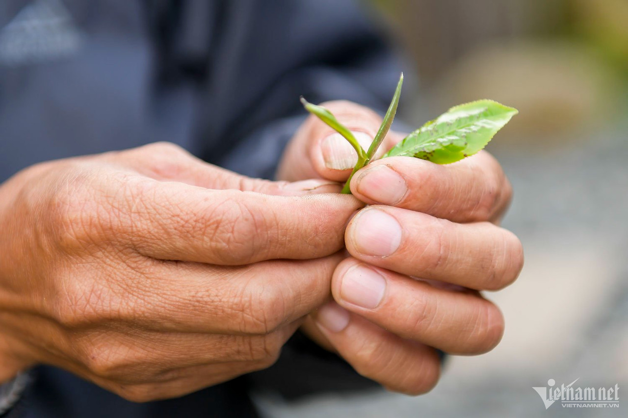 Búp chè Shan tuyết lấy được rất ngắn.
