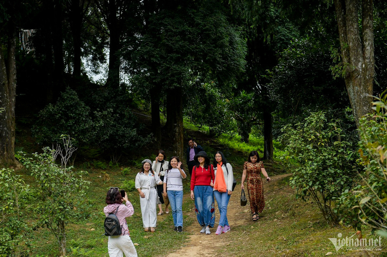 Rất đông khách du lịch đến chiêm ngưỡng cây chè cổ thụ.