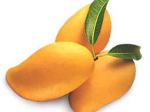 Xoài phòng chữa nhiều bệnh