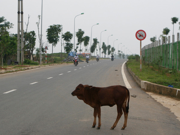 Một chút bò lạc