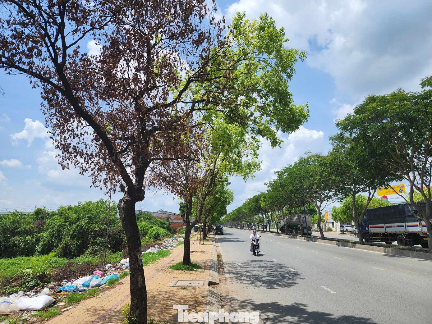 Cây xanh chết khô trên đường Trần Văn Giàu (quận Bình Tân). Cây xanh chết khô trên đường Trần Văn Giàu (quận Bình Tân).