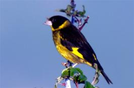 Sẻ thông họng vàng (Carduelis monguilloti). Ảnh : Phùng mỹ Trung. Nguồn : vncreatures.net. Sẻ thông họng vàng (Carduelis monguilloti). Ảnh : Phùng mỹ Trung. Nguồn : vncreatures.net.