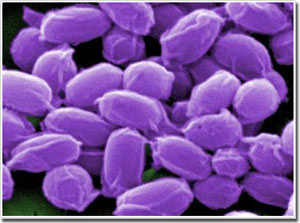 Một loại vắc-xin phòng bệnh than