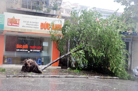 Trên đường Lê Thánh Tông, một câu xanh bị bật gốc đổ xuống vỉa hè
