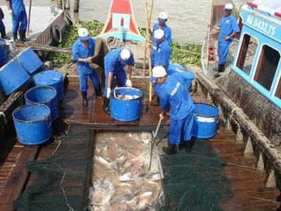 Nuôi cá tra tại ĐBSCL. Ảnh: Sáu Nghệ. Nuôi cá tra tại ĐBSCL. Ảnh: Sáu Nghệ