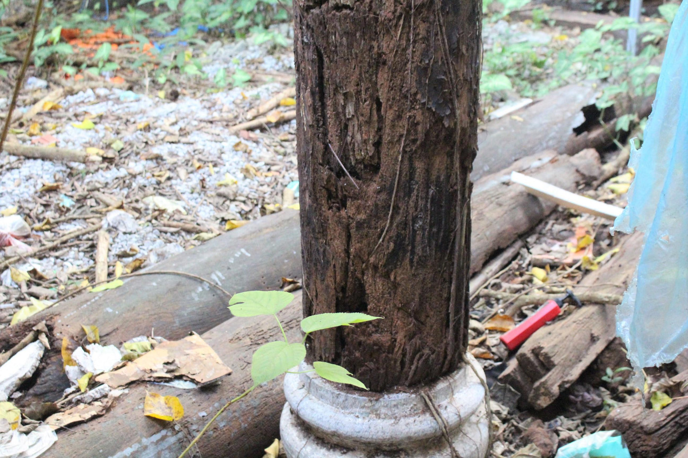 Các cột mục ruỗng Các cột mục ruỗng