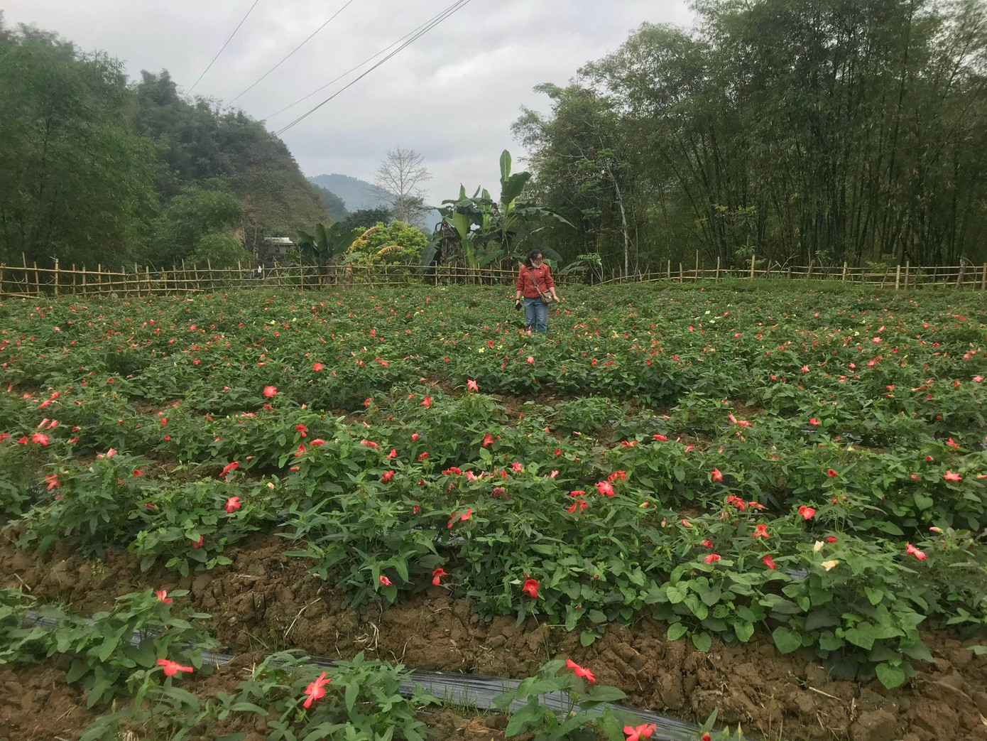 Cây Sâm Báo mang lại thu nhập cao cho người dân xã Nam Tiến, huyện Quan Hoá Cây Sâm Báo mang lại thu nhập cao cho người dân xã Nam Tiến, huyện Quan Hoá