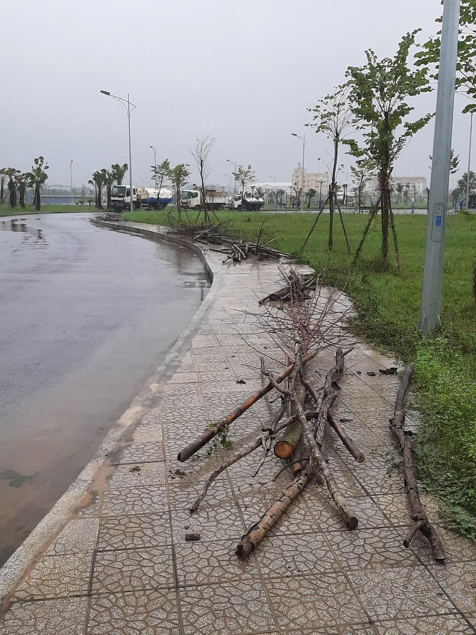 Cơ quan chức năng thu gom cây chết để trồng cây thay thế