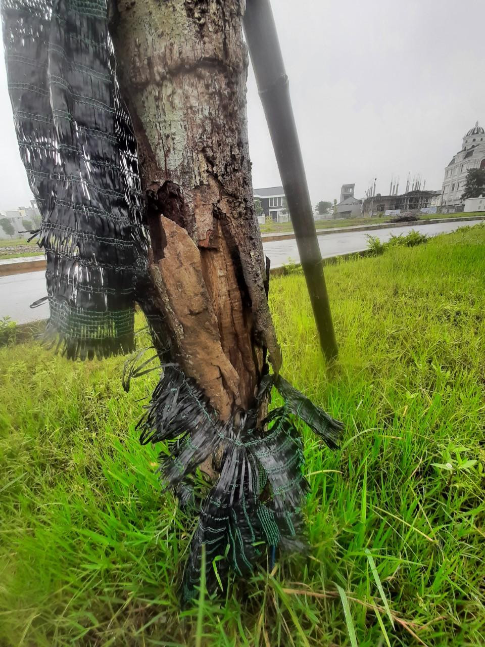 Một số hình ảnh cây xanh chết tại Công viên Bố Vệ