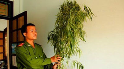 Cây cần sa bị thu giữ