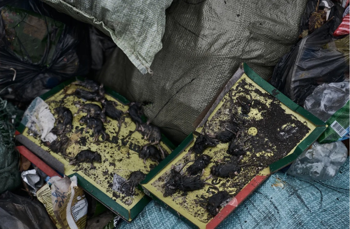 Binh lính Ukraine dùng nhiều cách để đối phó với chuột nhưng không thể đối phó xuể. (Ảnh: Getty) Binh lính Ukraine dùng nhiều cách để đối phó với chuột nhưng không thể đối phó xuể. (Ảnh: Getty)