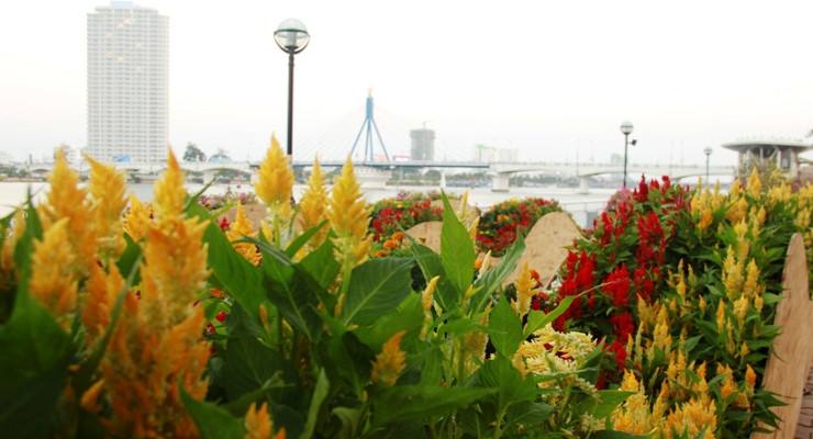 Sông Hàn rực rỡ hương sắc