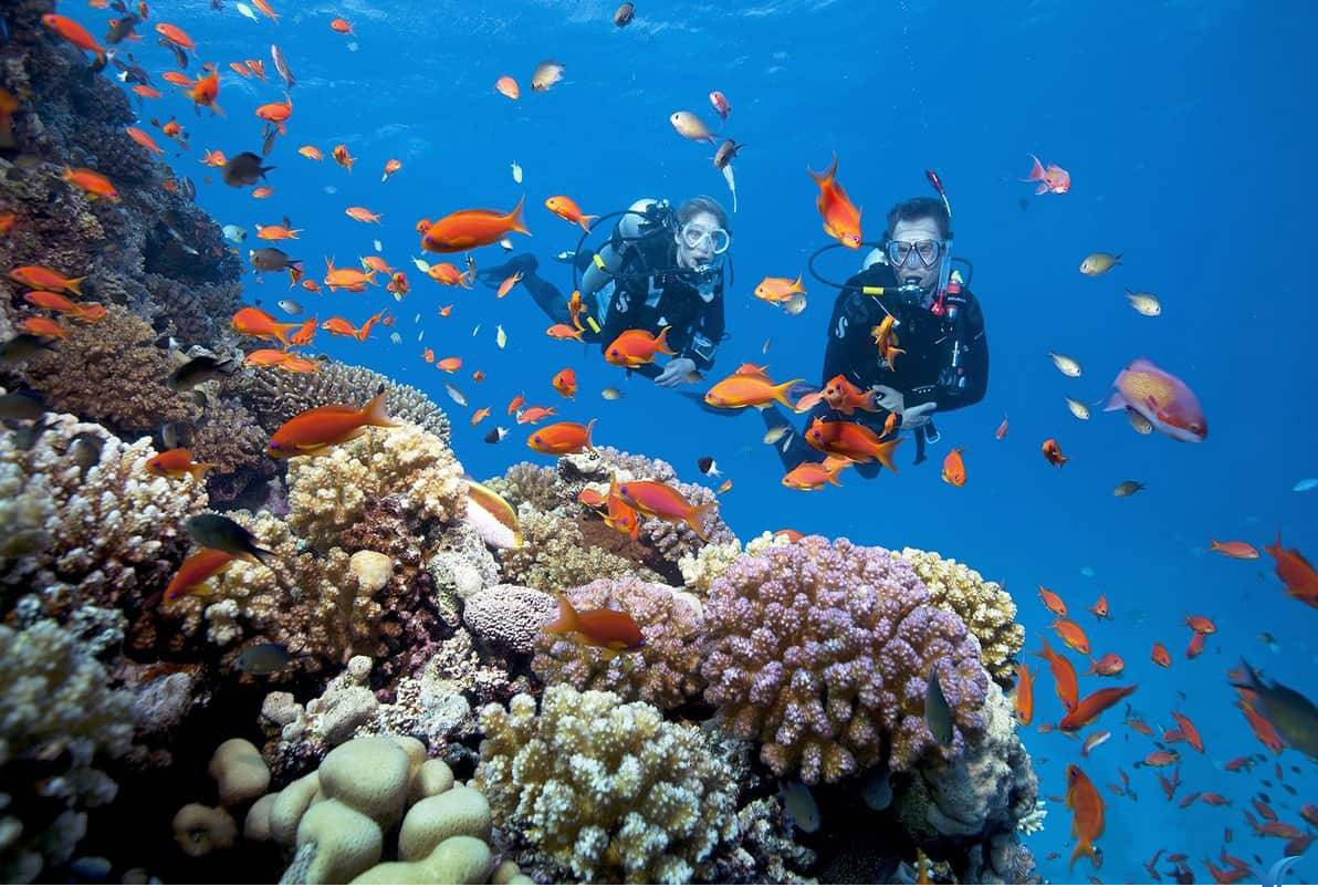 Thời gian tới, sẽ đầu tư nuôi cấy san hô, trồng cỏ biển, rừng ngập mặn nhằm tái tạo, phục hồi hệ sinh thái biển, tạo môi trường sống cho các loài thuỷ sản sinh.