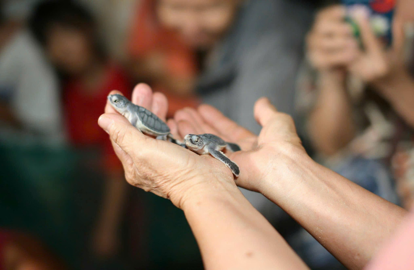 Người dân tham gia bảo vệ loài rùa biển.