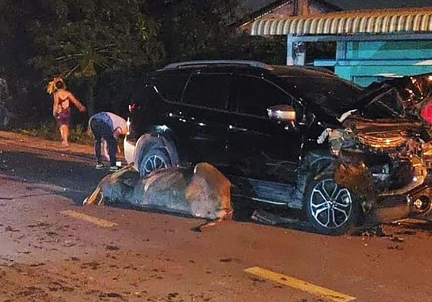 Người trong cuộc nói về clip 'ô tô tông chết trâu, chủ trâu đòi đền tiền' ảnh 2 Người trong cuộc nói về clip 'ô tô tông chết trâu, chủ trâu đòi đền tiền' ảnh 2