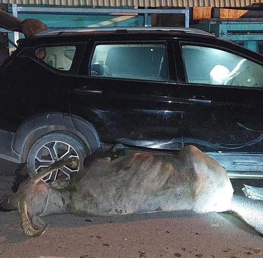 Hiện trường vụ va chạm khiến xe hư, trâu chết trên đường Bến Than, huyện Củ Chi. Ảnh: NDCC Hiện trường vụ va chạm khiến xe hư, trâu chết trên đường Bến Than, huyện Củ Chi. Ảnh: NDCC