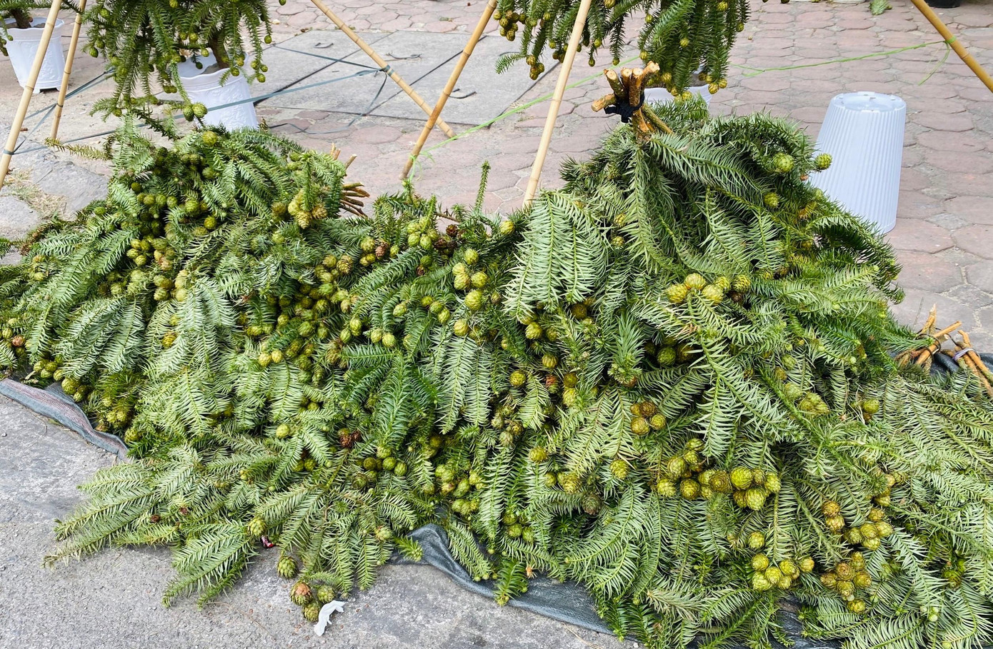 Cành thông được bày bán trên vỉa hè Hà Nội với giá rẻ bất ngờ. Cành thông được bày bán trên vỉa hè Hà Nội với giá rẻ bất ngờ.