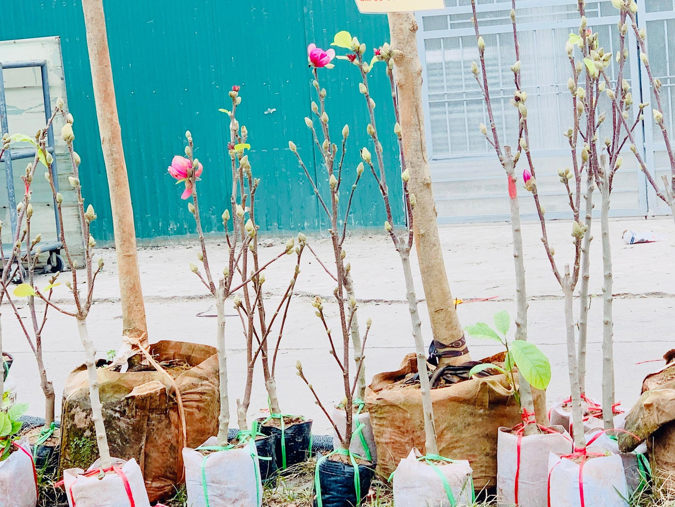 Mộc lan nhỏ có giá từ 150.000 đồng, còn cây lớn 2-3m giá có thể lên tới 5 triệu đồng Mộc lan nhỏ có giá từ 150.000 đồng, còn cây lớn 2-3m giá có thể lên tới 5 triệu đồng