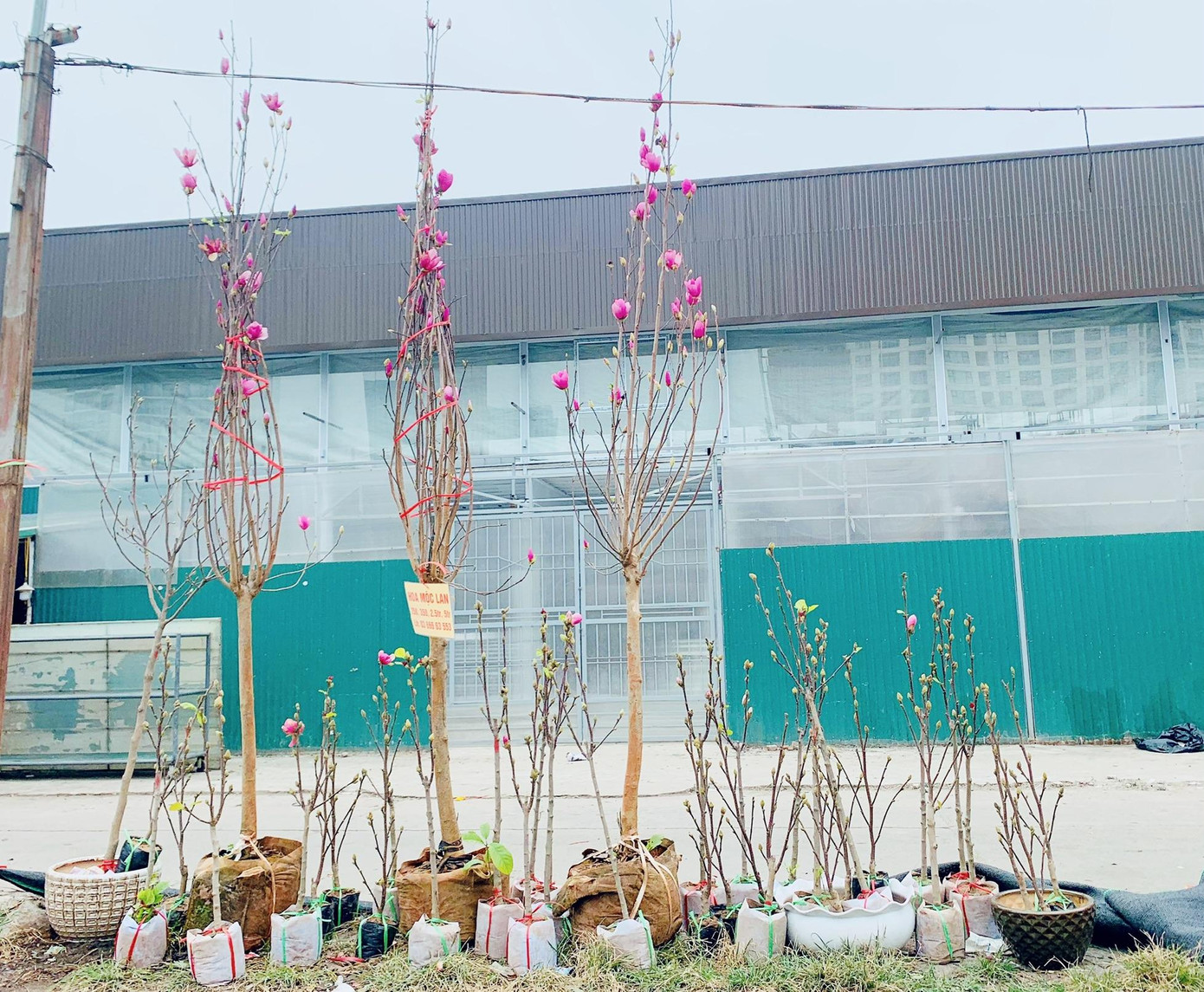 Cây mộc lan đã được bày bán phục vụ người dân chơi Tết sớm Cây mộc lan đã được bày bán phục vụ người dân chơi Tết sớm