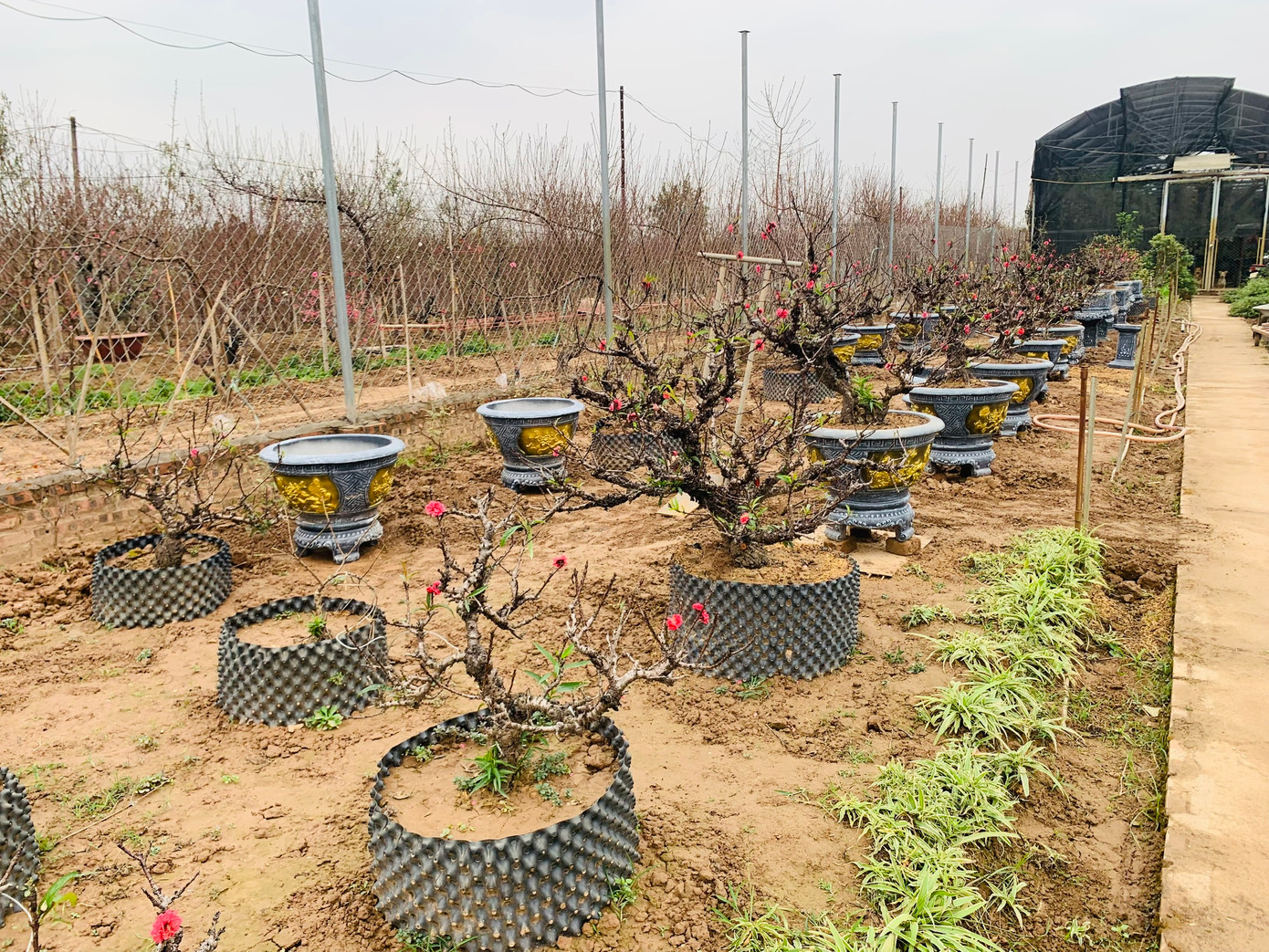 Một chủ vườn tại Nhật Tân cho biết nhà anh có khoảng 70 gốc đào thất thốn, trong đó có nhiều gốc đào quý hiếm và đắt giá. Mỗi gốc đào thất thốn được bán thường có tuổi đời tối thiểu 5 năm và cao nhất là 15 năm. Đào đẹp nhất là có tán hình nấm, lá dày, xanh thẫm, cành mọc chia đều ra xung quanh.