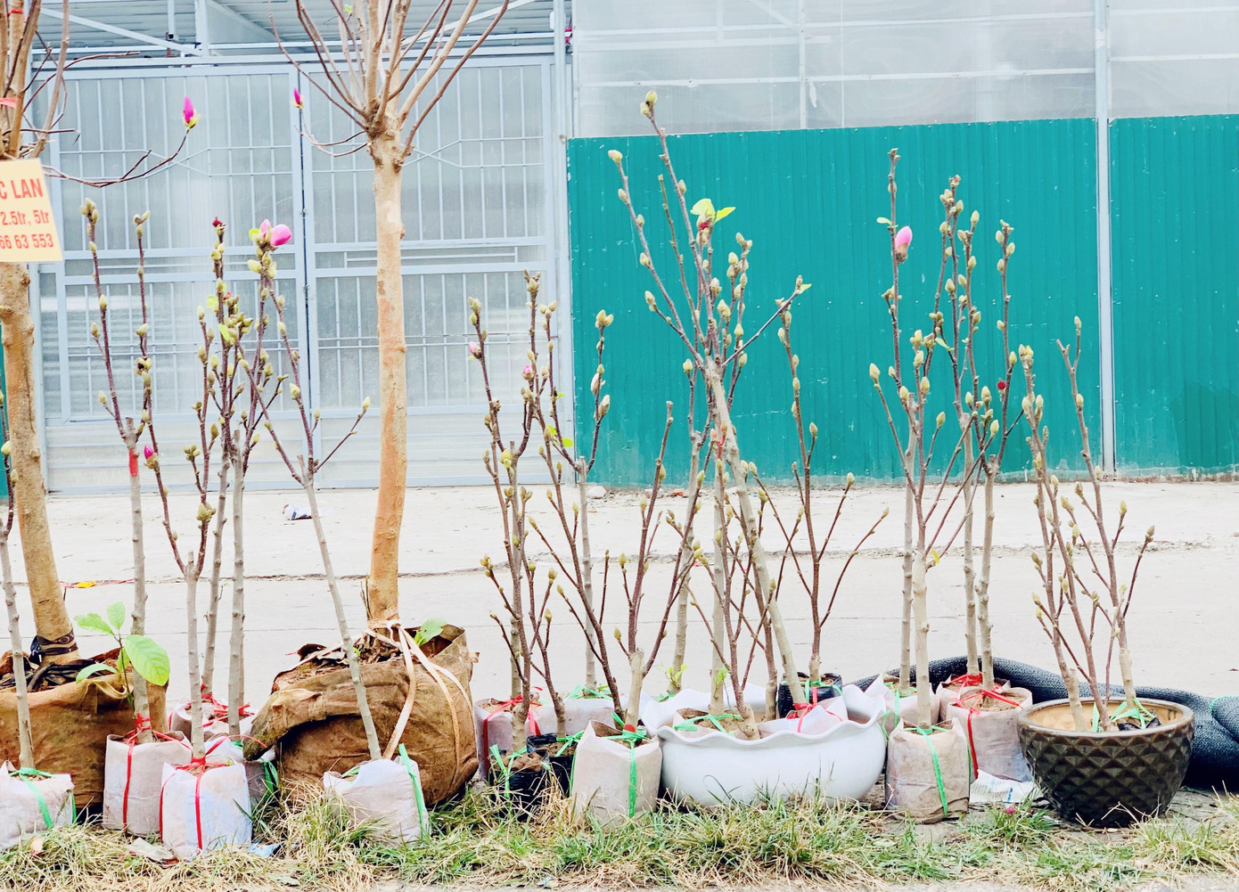 Khi chưa ra hoa cây chỉ toàn là những cành khẳng khiu Khi chưa ra hoa cây chỉ toàn là những cành khẳng khiu