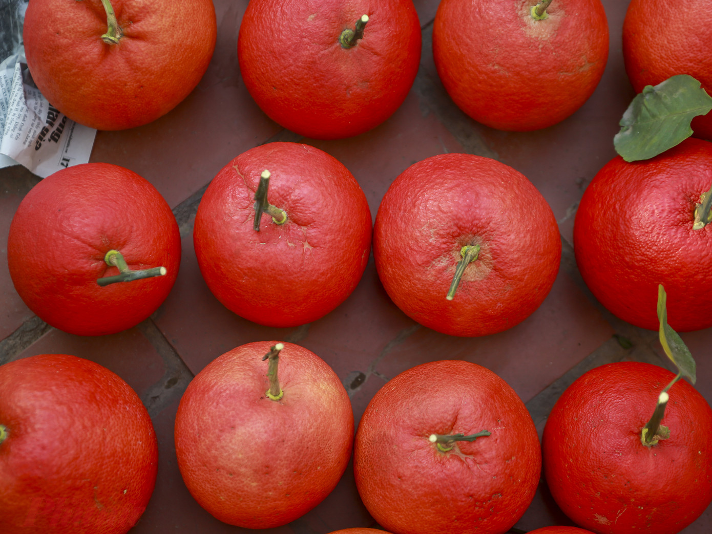 Bưởi đỏ có màu sắc đẹp mắt, được chị em săn lùng mỗi dịp Tết về Bưởi đỏ có màu sắc đẹp mắt, được chị em săn lùng mỗi dịp Tết về