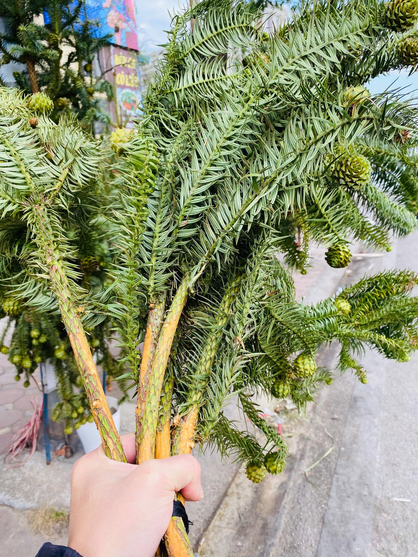 Một set cành thông 3 cành có giá chỉ khoảng 100.000 đồng Một set cành thông 3 cành có giá chỉ khoảng 100.000 đồng