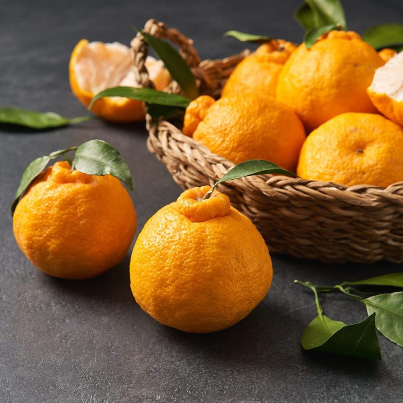 Quýt chum chĩnh vàng được mua làm quà biếu Tết hoặc dâng hương với mong muốn một năm mới tiền tài rủng rỉnh cho gia chủ. Quýt chum chĩnh vàng được mua làm quà biếu Tết hoặc dâng hương với mong muốn một năm mới tiền tài rủng rỉnh cho gia chủ.