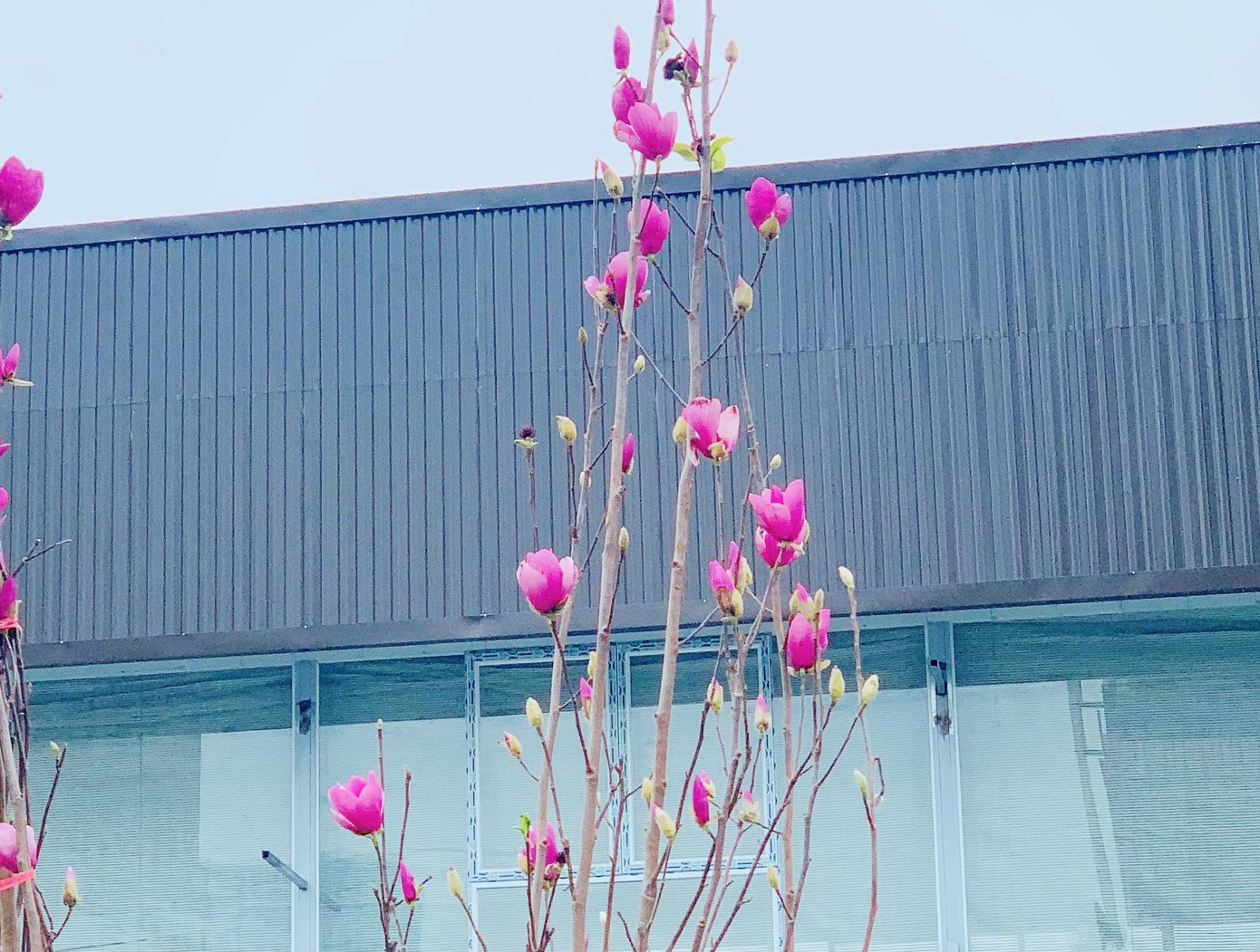 Đến khi hoa nở sẽ cho bông to, cánh dày, đường kính 20-25cm rất bắt mắt Đến khi hoa nở sẽ cho bông to, cánh dày, đường kính 20-25cm rất bắt mắt