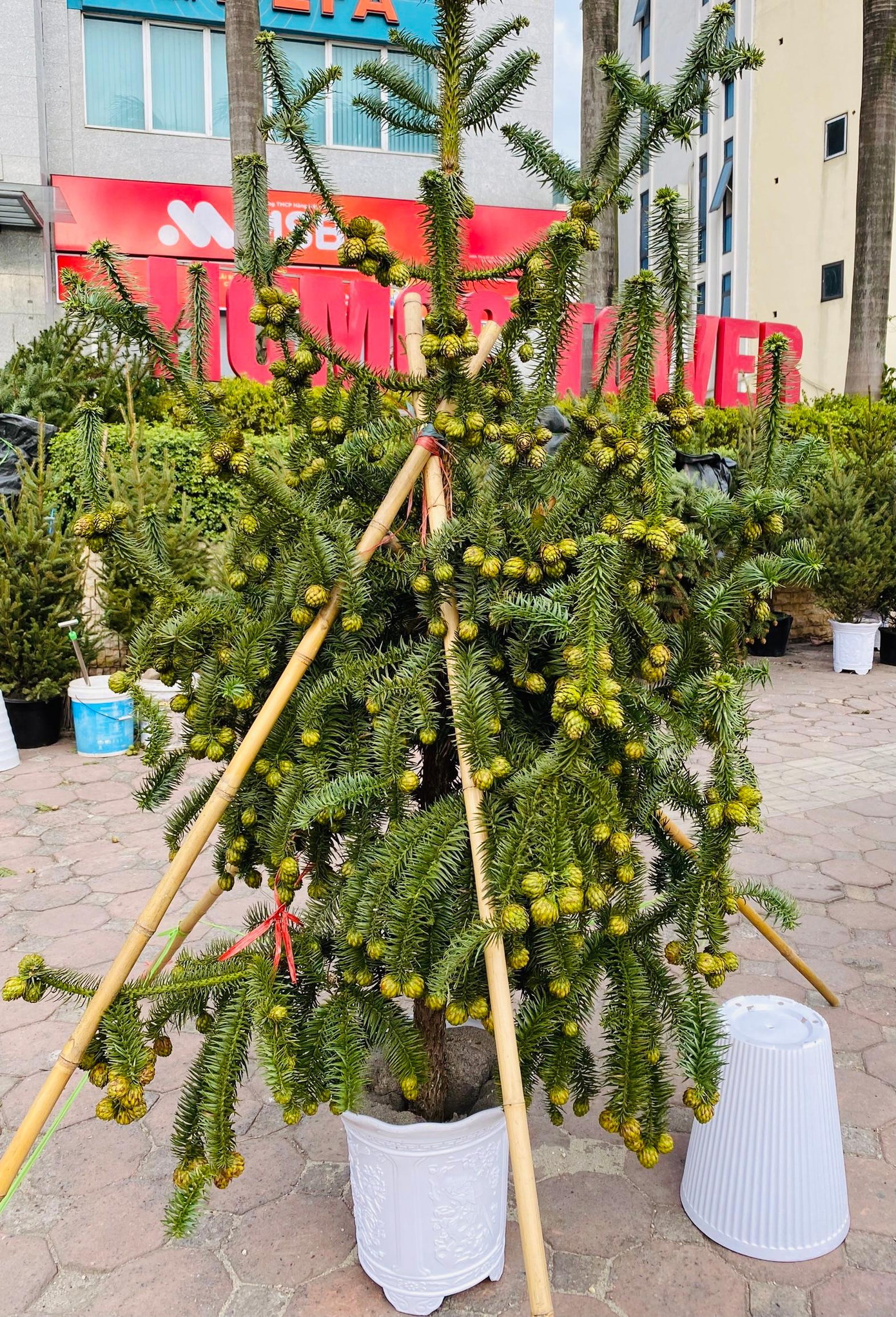 Ngoài cành thông, cây thông tán lá rộng, sai trĩu quả cũng được bày bán với giá 2.000.000 đồng/cây Ngoài cành thông, cây thông tán lá rộng, sai trĩu quả cũng được bày bán với giá 2.000.000 đồng/cây