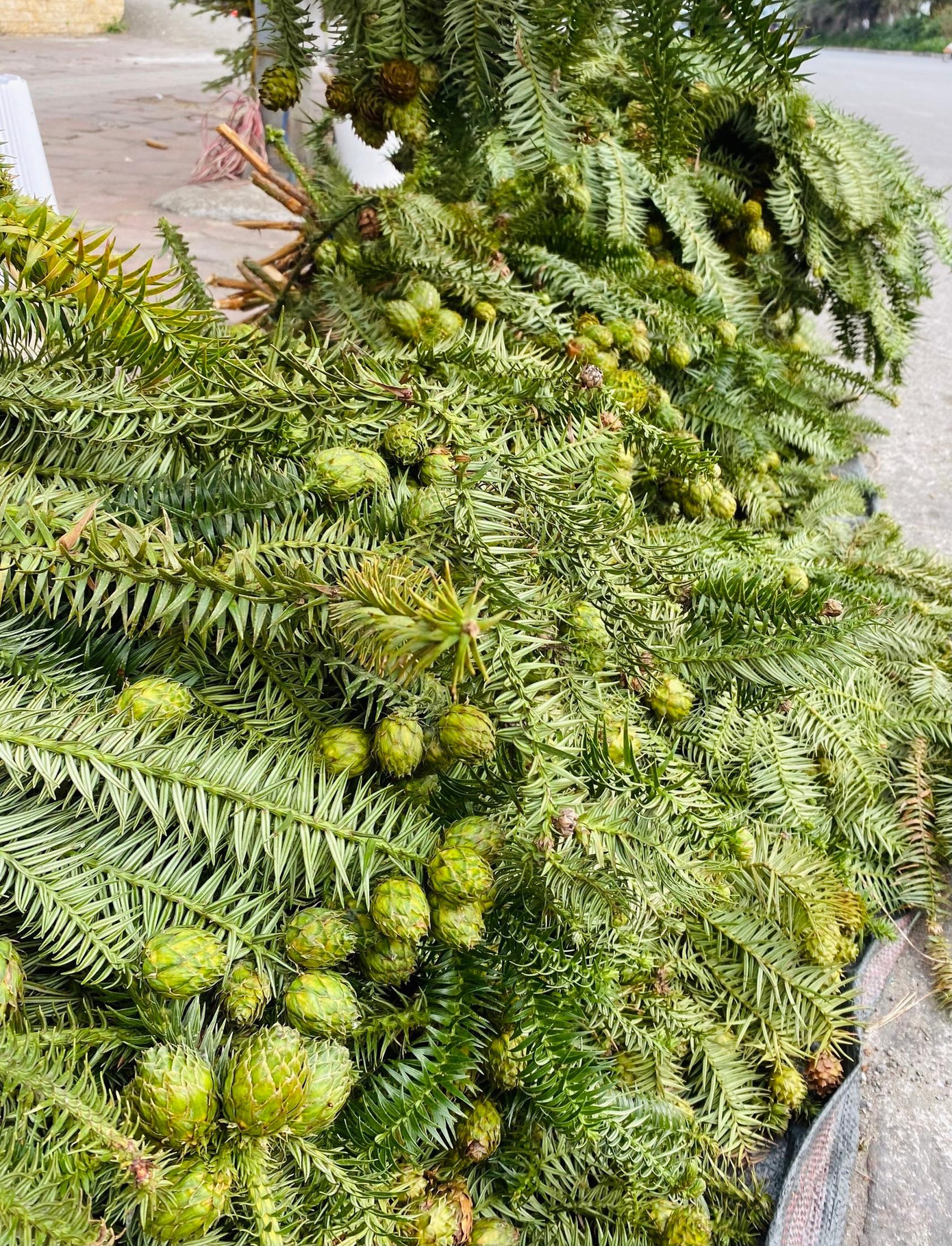 Quả thông non màu xanh lúc lỉu trên cành rất thích mắt Quả thông non màu xanh lúc lỉu trên cành rất thích mắt