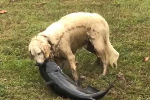 Chó trắng trổ tài bắt cá da trơn ‘khủng’ ảnh 1