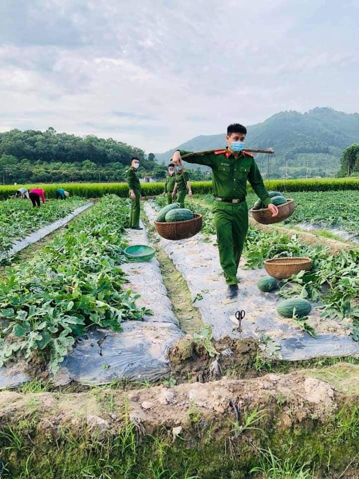 Trong ảnh, các chiến sỹ công an huyện Yên Dũng, Bắc Giang giúp những gia đình bị cách ly thu hoạch dưa hấu Trong ảnh, các chiến sỹ công an huyện Yên Dũng, Bắc Giang giúp những gia đình bị cách ly thu hoạch dưa hấu
