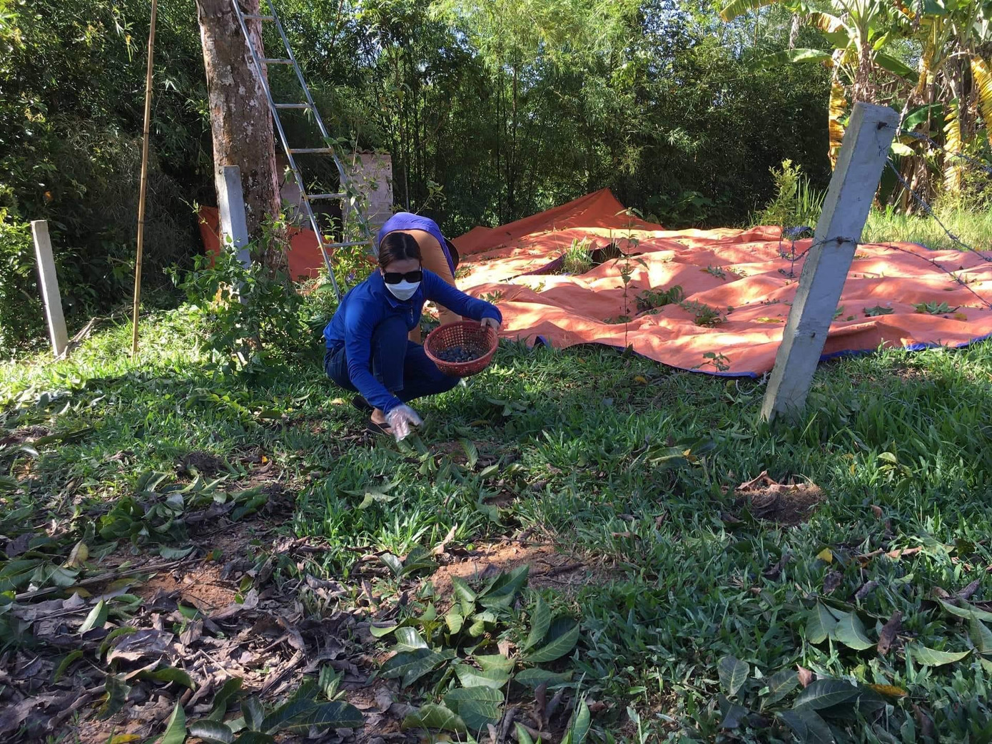 Từ tháng 7 đến tháng 9 (âm lịch) là mùa thu hoạch trám. Những dịp này tiểu thương đến tại vườn để thu mua, người dân không cần ra chợ bán. Trám hái đến đâu tiêu thụ hết tới đó. Từ tháng 7 đến tháng 9 (âm lịch) là mùa thu hoạch trám. Những dịp này tiểu thương đến tại vườn để thu mua, người dân không cần ra chợ bán. Trám hái đến đâu tiêu thụ hết tới đó.