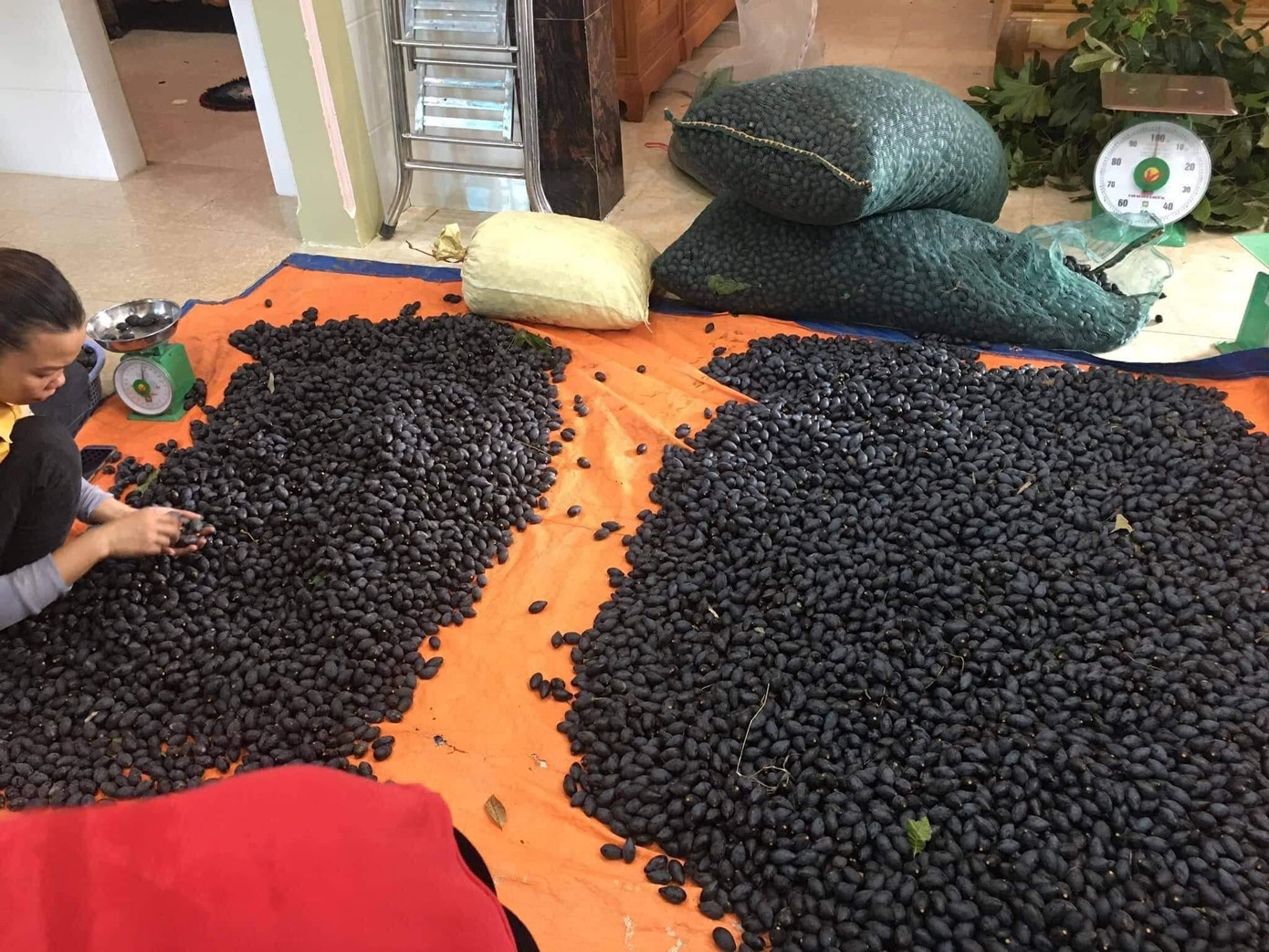 Theo những người trồng trám cho biết, sản lượng trám tùy thuộc vào tuổi đời của mỗi cây. Cây càng lâu năm càng sai quả, có cây cho 1 - 1,5 tạ quả. Theo những người trồng trám cho biết, sản lượng trám tùy thuộc vào tuổi đời của mỗi cây. Cây càng lâu năm càng sai quả, có cây cho 1 - 1,5 tạ quả.