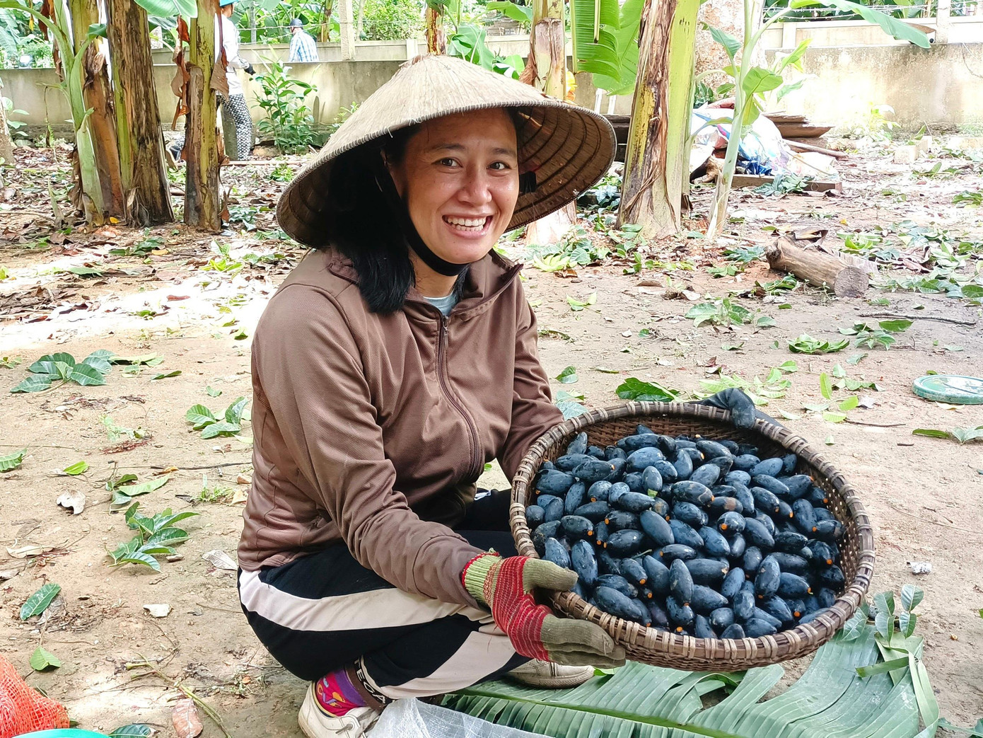 Tại xã Sơn Ninh, có hàng trăm hộ dân trồng trám đen. Đây được xem là xã có số lượng cây trám được trồng nhiều nhất huyện. Mỗi hộ có ít từ 1-2 gốc, nhiều lên đến hàng chục gốc trám. Thời điểm chính vụ thương lái đổ về thu mua rất nhiều. Tại xã Sơn Ninh, có hàng trăm hộ dân trồng trám đen. Đây được xem là xã có số lượng cây trám được trồng nhiều nhất huyện. Mỗi hộ có ít từ 1-2 gốc, nhiều lên đến hàng chục gốc trám. Thời điểm chính vụ thương lái đổ về thu mua rất nhiều.