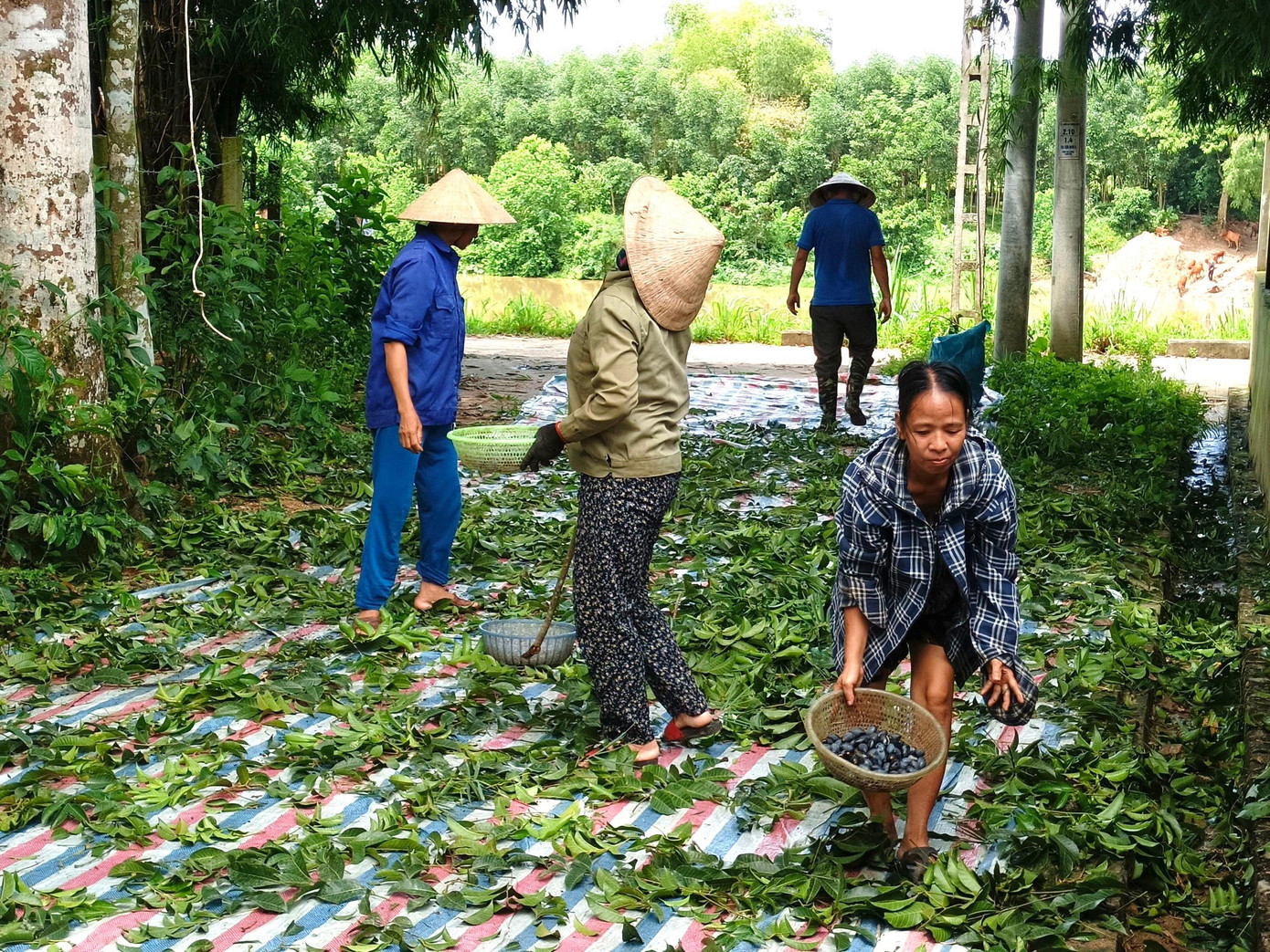 Huyện Hương Sơn là “thủ phủ” trồng trám đen. Những năm gần đây, món ăn làm từ trám đen được nhiều người dân ưa thích, trở thành món đặc sản của miền sơn cước này. Huyện Hương Sơn là “thủ phủ” trồng trám đen. Những năm gần đây, món ăn làm từ trám đen được nhiều người dân ưa thích, trở thành món đặc sản của miền sơn cước này.