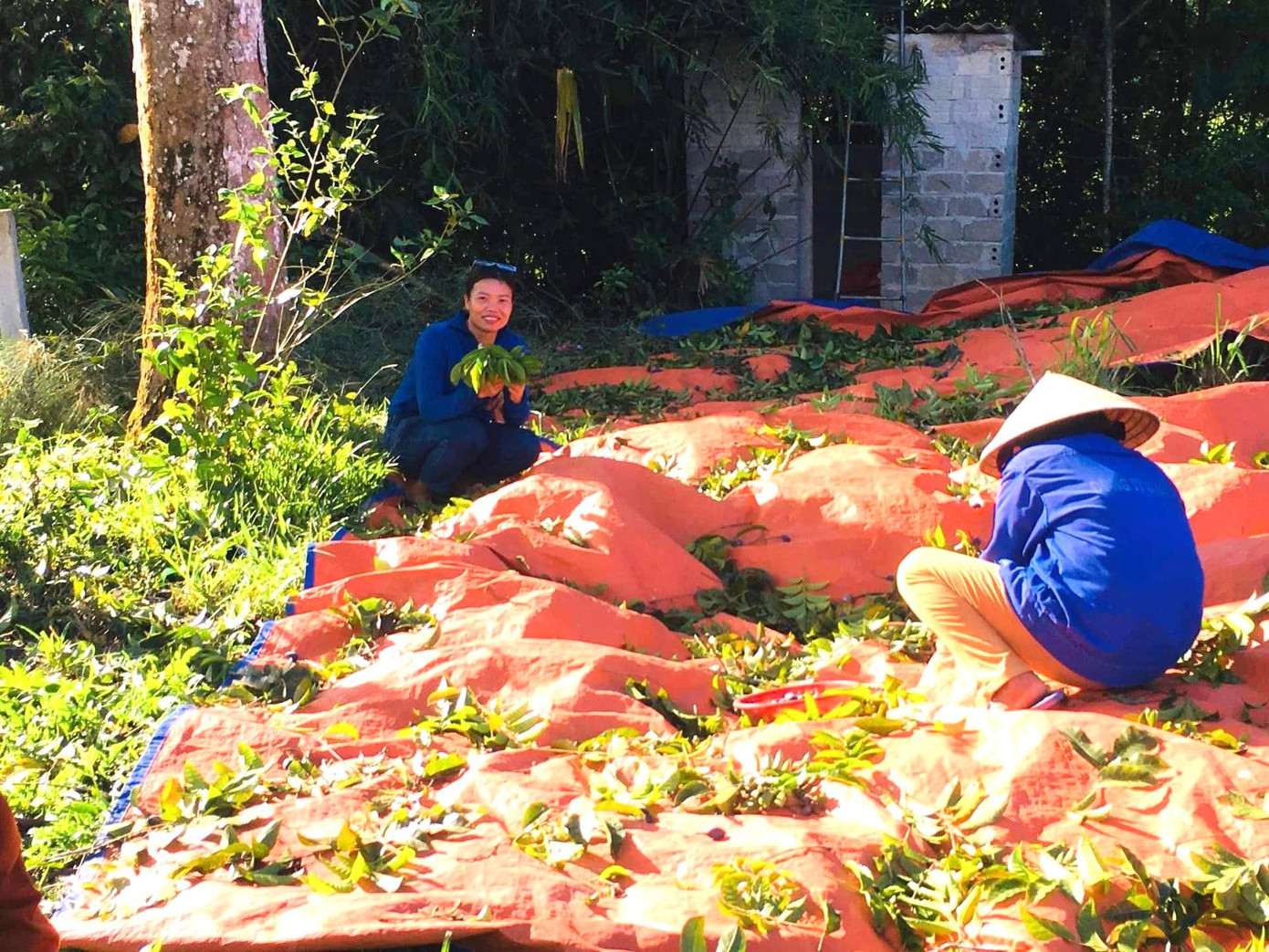 Phía dưới gốc, người dân sử dụng bạt để tránh quả khi rơi xuống bị dập và dễ phát hiện hơn. Phía dưới gốc, người dân sử dụng bạt để tránh quả khi rơi xuống bị dập và dễ phát hiện hơn.