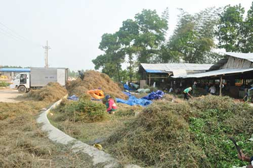  Một tổng đại lý thu gom cây cà gai