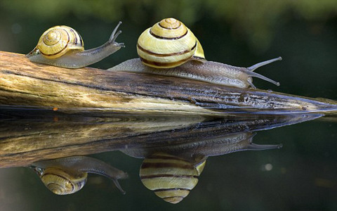 Tuy nhiên, sau màn lãng mạn trên, trong khi con ốc sên lớn tiếp tục đi, thì ốc sên nhỏ quay đầu lại như muốn giữ chân và gây sự chú ý với con ốc sên lớn