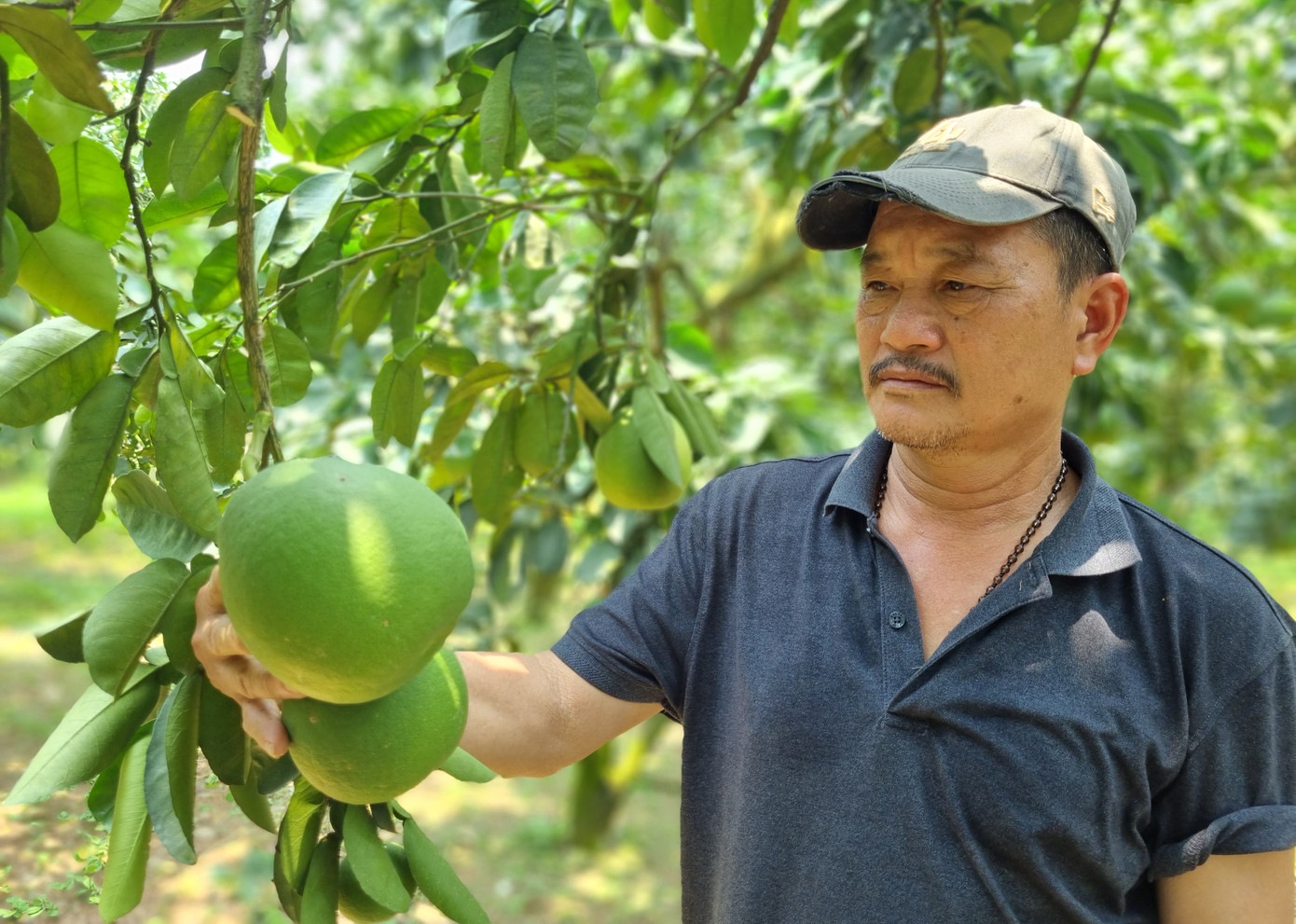 Ông Vũ Xuân Oanh, Giám đốc HTX Nông nghiệp Đại Đồng.