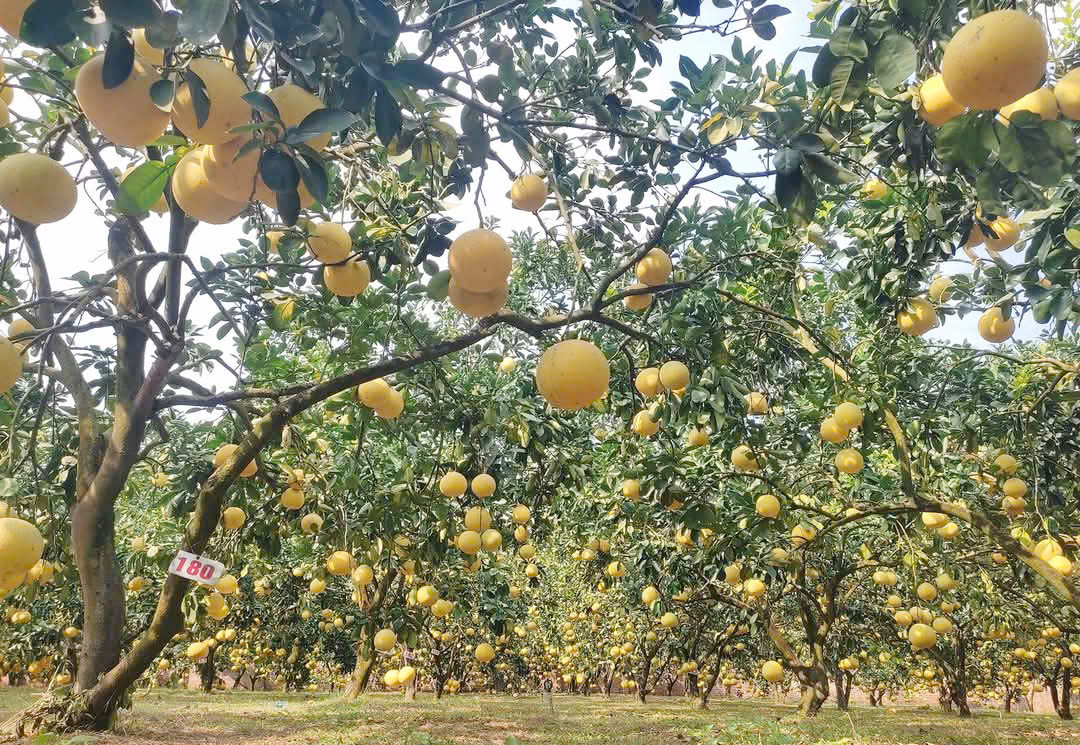 Vườn bưởi Diễn vàng óng của người dân thôn Đại Đồng.