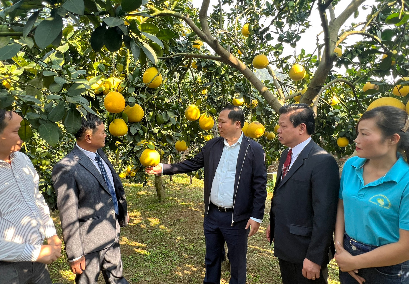 Ông Nguyễn Phi Long, Bí thư Tỉnh ủy Hòa Bình về thăm vùng trồng bưởi Diễn thôn Đại Đồng.