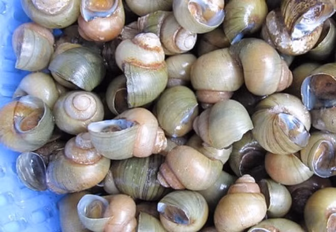 Đo lượng canxi trong tôm cua ốc ảnh 3